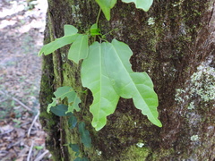 Bignonia