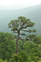 Pinus pungens