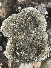 Xanthoparmelia tinctina