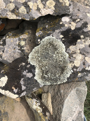 Xanthoparmelia tinctina