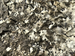 Xanthoparmelia tinctina