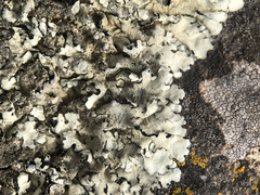 Xanthoparmelia tinctina