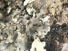 Xanthoparmelia tinctina