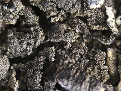 Xanthoparmelia tinctina