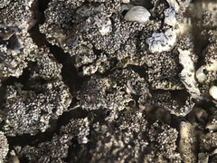 Xanthoparmelia tinctina