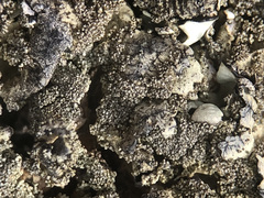 Xanthoparmelia tinctina