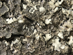 Xanthoparmelia tinctina