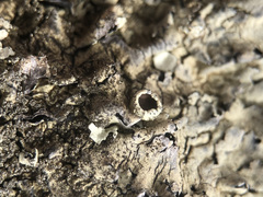 Xanthoparmelia tinctina