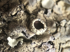 Xanthoparmelia tinctina