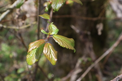 Viburnum ellipticum