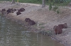 Hydrochoerus hydrochaeris