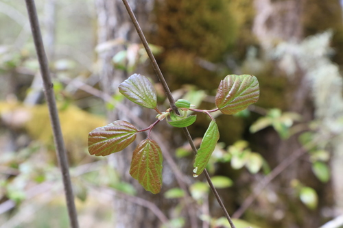 Image of Viburnum ellipticum by no rights reserved