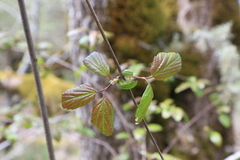Viburnum ellipticum