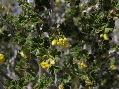 Ribes velutinum