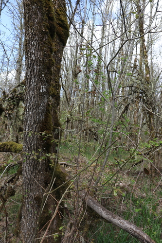 Image of Viburnum ellipticum by no rights reserved