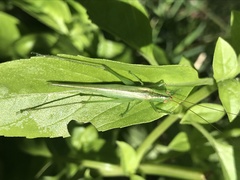 Conocephalus longipes