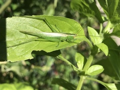 Conocephalus longipes