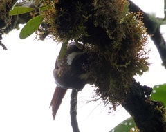 Pseudocolaptes boissonneautii