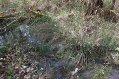Cardamine penduliflora