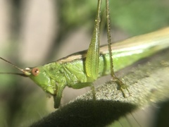 Conocephalus longipes