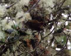 Pseudocolaptes boissonneautii