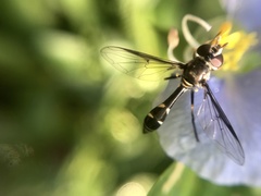 Dioprosopa clavata