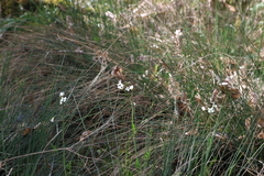 Cardamine penduliflora