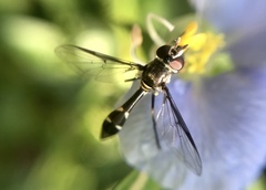 Dioprosopa clavata