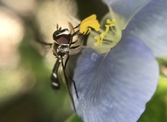 Dioprosopa clavata