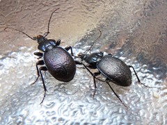 Sphaeroderus stenostomus
