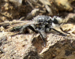 Andrenosomatini