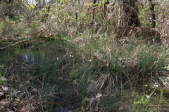 Cardamine penduliflora