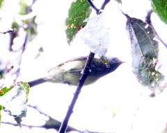 Mionectes striaticollis