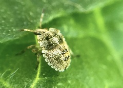 Pentatomidae