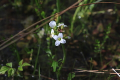 Cardamine penduliflora