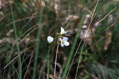 Cardamine penduliflora