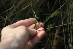 Cardamine penduliflora