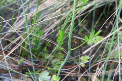 Cardamine penduliflora