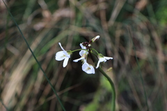Cardamine penduliflora