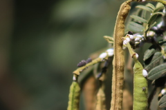 Enchenopa quadricolor