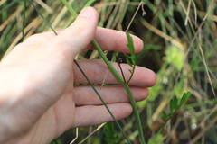 Cardamine penduliflora