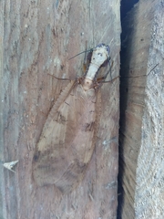 Corydalus luteus