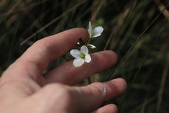 Cardamine penduliflora