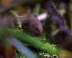 Scytalopus femoralis