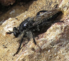 Andrenosomatini