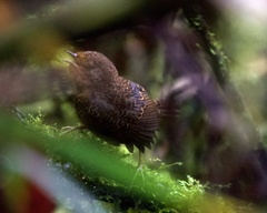 Scytalopus femoralis