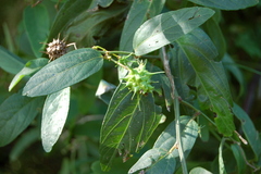 Byttneria filipes