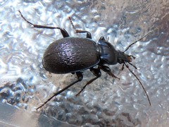 Sphaeroderus stenostomus