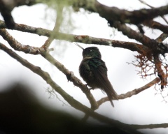 Heliangelus amethysticollis