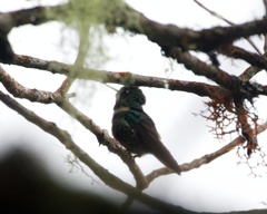 Heliangelus amethysticollis